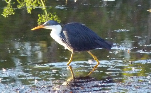 Pied Heron